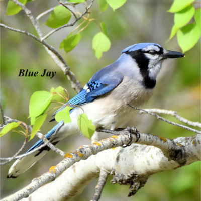 Blue Jay